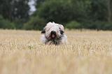 TERRIER DU TIBET 018